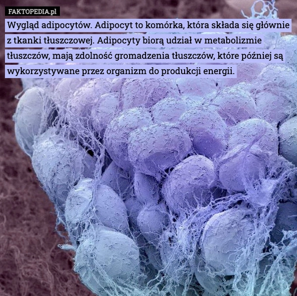 
    Wygląd adipocytów. Adipocyt to komórka, która składa się głównie z tkanki