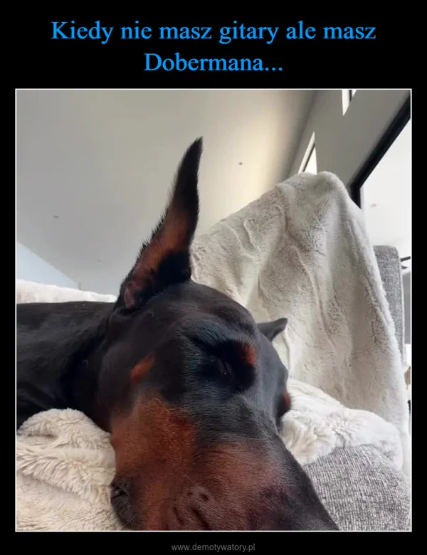 
    Kiedy nie masz gitary ale masz Dobermana...