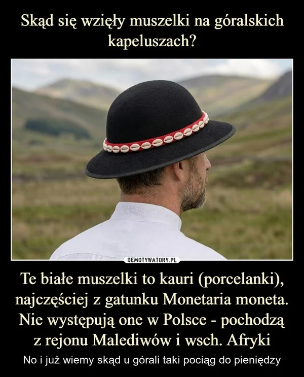 
    Skąd się wzięły muszelki na góralskich kapeluszach? Te białe muszelki to kauri (porcelanki), najczęściej z gatunku Monetaria moneta. Nie występują one w Polsce - pochodzą z rejonu Malediwów i wsch. Afryki