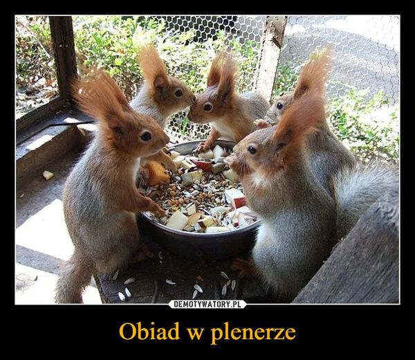 Obiad w plenerze