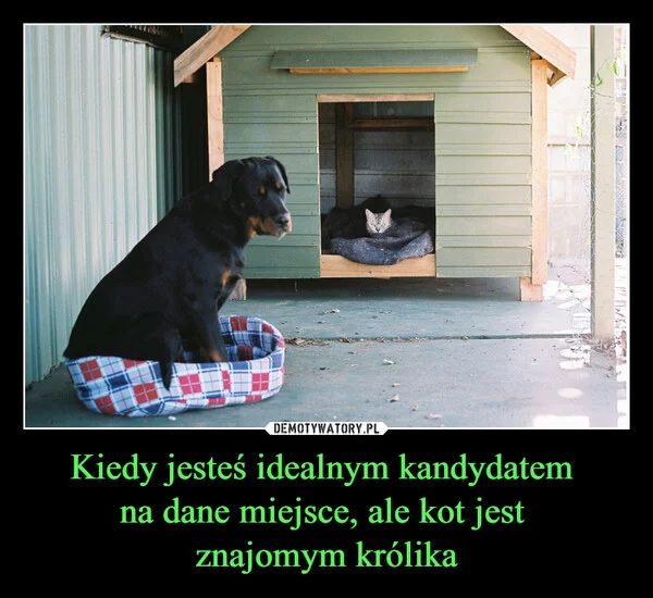 
    Kiedy jesteś idealnym kandydatem na dane miejsce, ale kot jest znajomym królika
