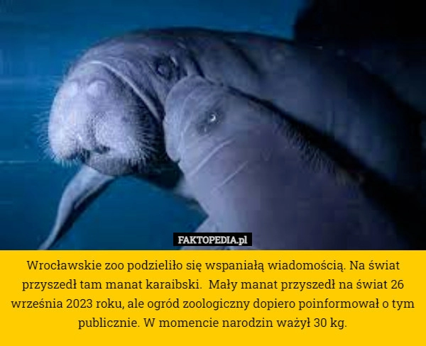 
    Wrocławskie zoo podzieliło się wspaniałą wiadomością. Na świat przyszedł