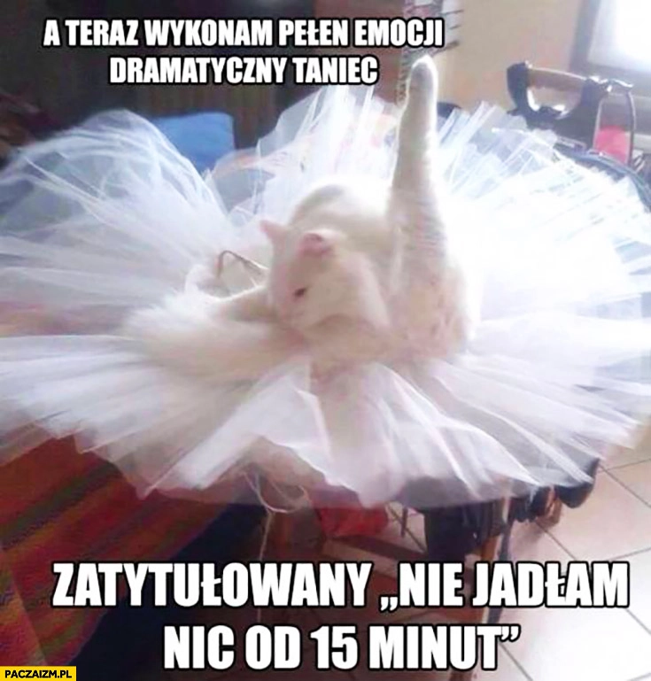 
    A teraz wykonam pełen emocji dramatyczny taniec zatytułowany nie jadłam nic od 15 minut kot balet