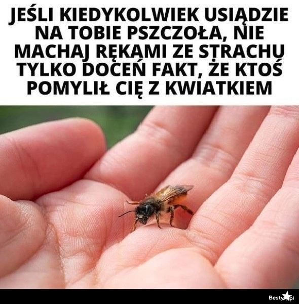 
    Pszczoła 