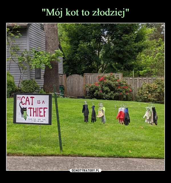 
    "Mój kot to złodziej"