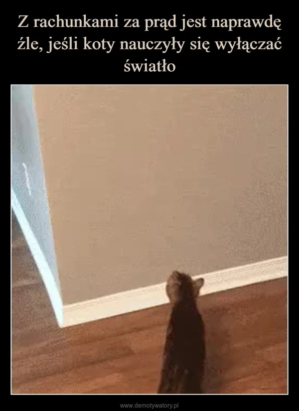 
    Z rachunkami za prąd jest naprawdę źle, jeśli koty nauczyły się wyłączać światło