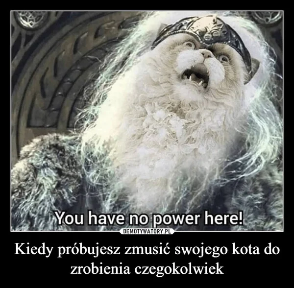 
    Kiedy próbujesz zmusić swojego kota do zrobienia czegokolwiek