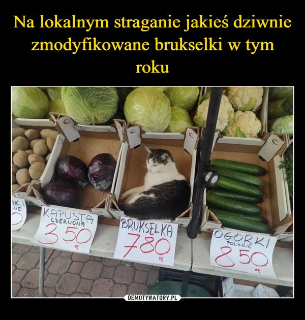 
    Na lokalnym straganie jakieś dziwnie zmodyfikowane brukselki w tym roku