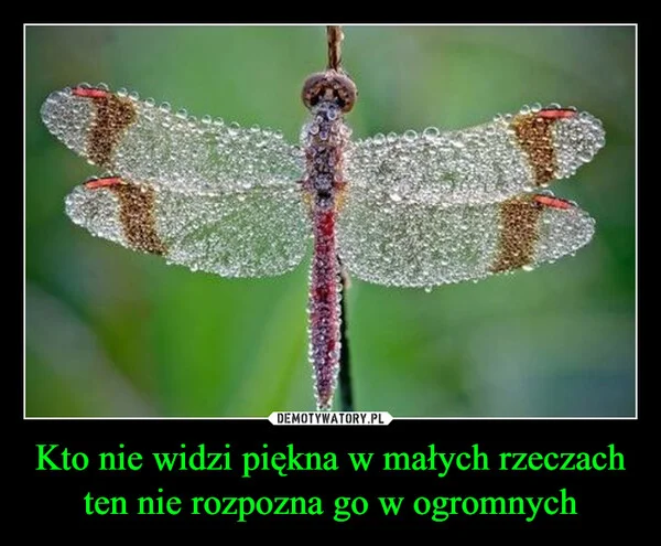 
    Kto nie widzi piękna w małych rzeczach ten nie rozpozna go w ogromnych