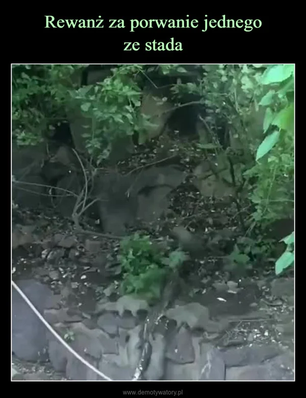 
    Rewanż za porwanie jednego ze stada