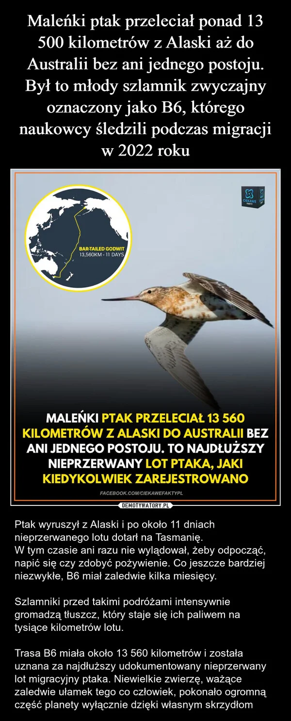 
    Maleńki ptak przeleciał ponad 13 500 kilometrów z Alaski aż do Australii bez ani jednego postoju. Był to młody szlamnik zwyczajny oznaczony jako B6, którego naukowcy śledzili podczas migracji w 2022 roku