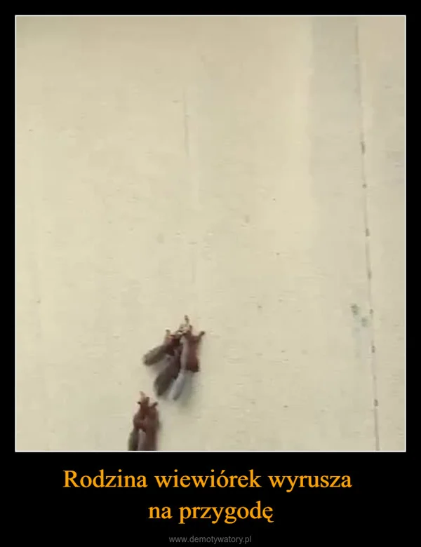 
    Rodzina wiewiórek wyrusza na przygodę