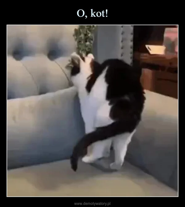 
    O, kot!