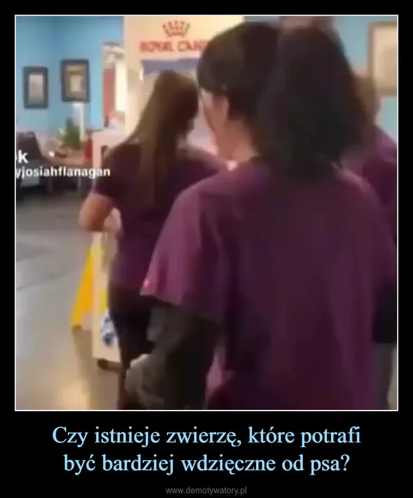 
    Czy istnieje zwierzę, które potrafi być bardziej wdzięczne od psa?