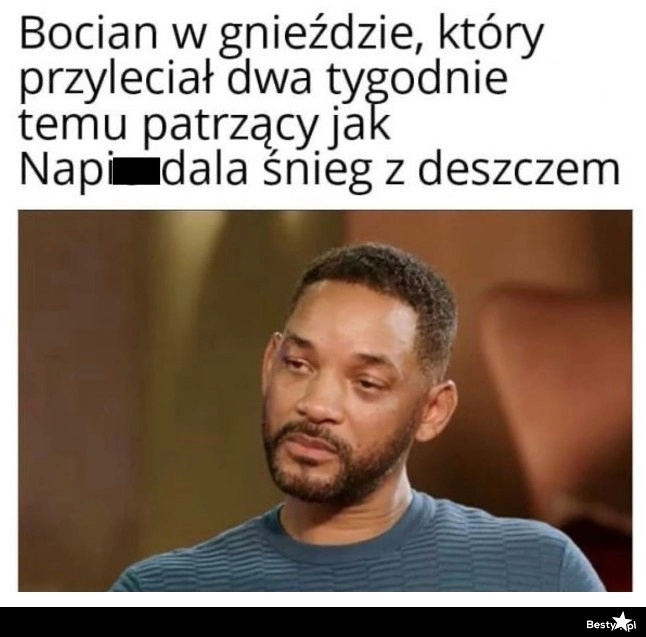 
    Bociany po przylocie do Polski 