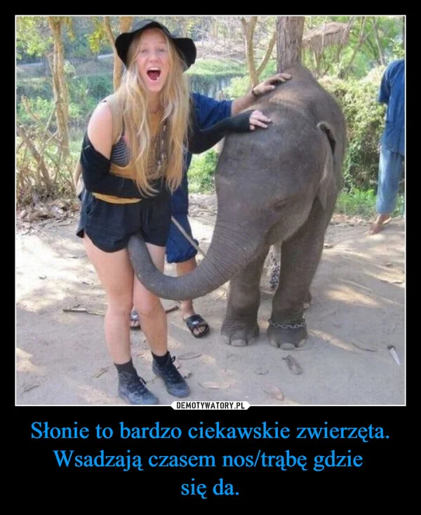 
    Słonie to bardzo ciekawskie zwierzęta. Wsadzają czasem nos/trąbę gdzie się da.