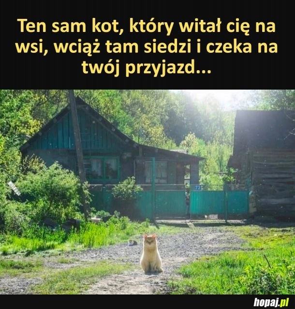 
    Kitku tęskni