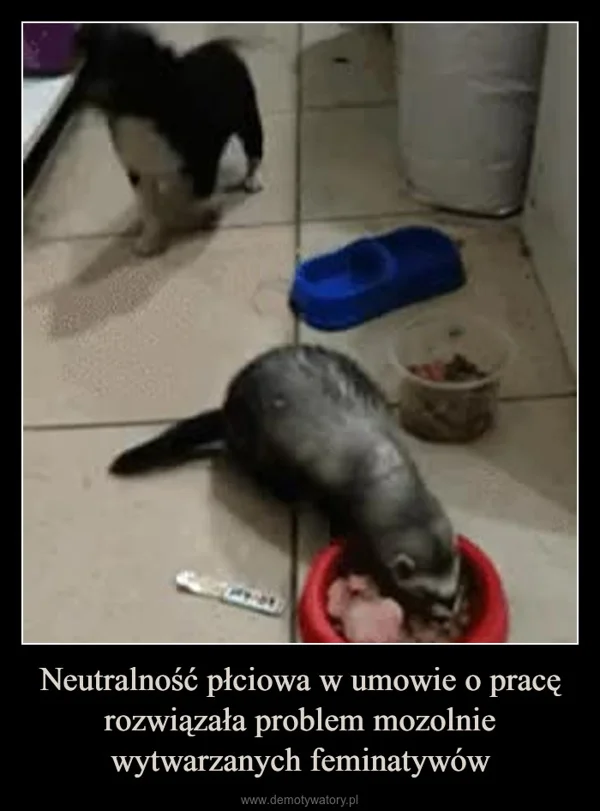 
    Neutralność płciowa w umowie o pracę rozwiązała problem mozolnie wytwarzanych feminatywów