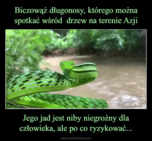 
    Biczowąż długonosy, którego można spotkać wśród drzew na terenie Azji Jego jad jest niby niegroźny dla człowieka, ale po co ryzykować...