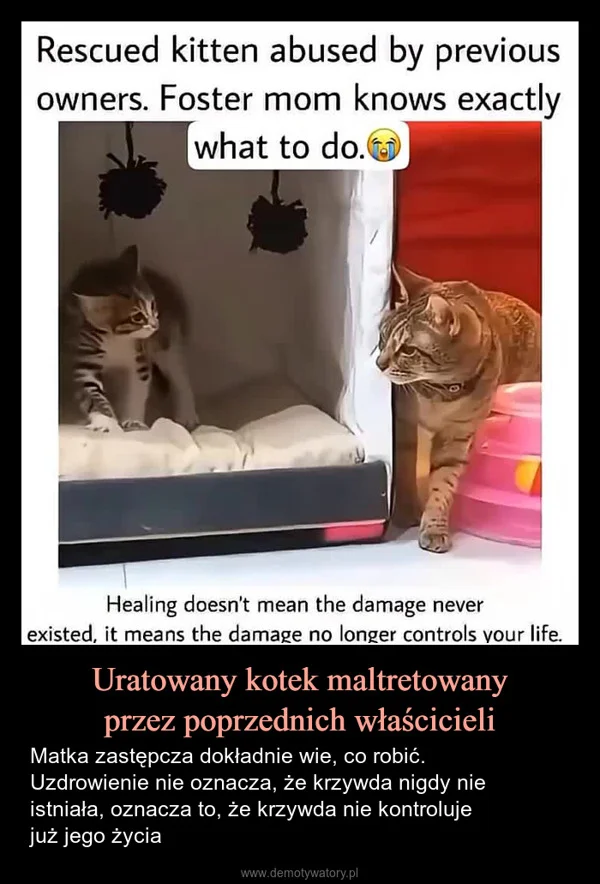 
    Uratowany kotek maltretowany przez poprzednich właścicieli