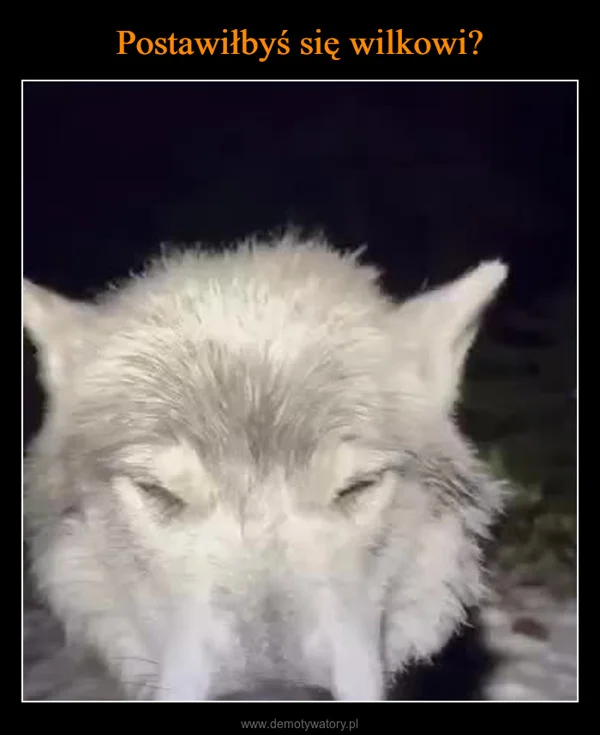 
    Postawiłbyś się wilkowi?