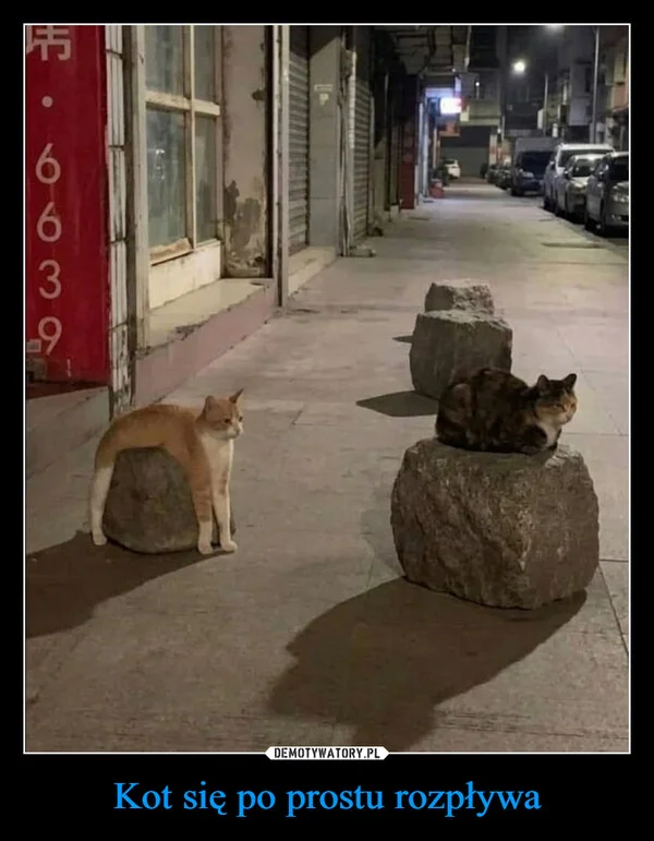
    Kot się po prostu rozpływa
