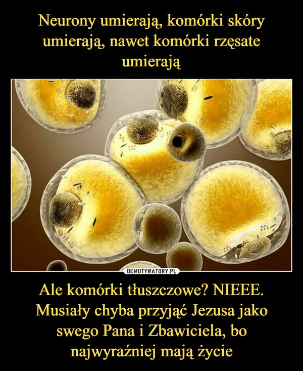
    Neurony umierają, komórki skóry umierają, nawet komórki rzęsate umierają Ale komórki tłuszczowe? NIEEE. Musiały chyba przyjąć Jezusa jako swego Pana i Zbawiciela, bo najwyraźniej mają życie