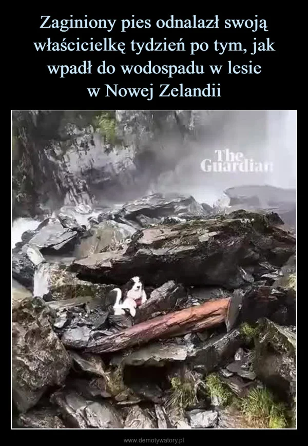 
    Zaginiony pies odnalazł swoją właścicielkę tydzień po tym, jak wpadł do wodospadu w lesie w Nowej Zelandii