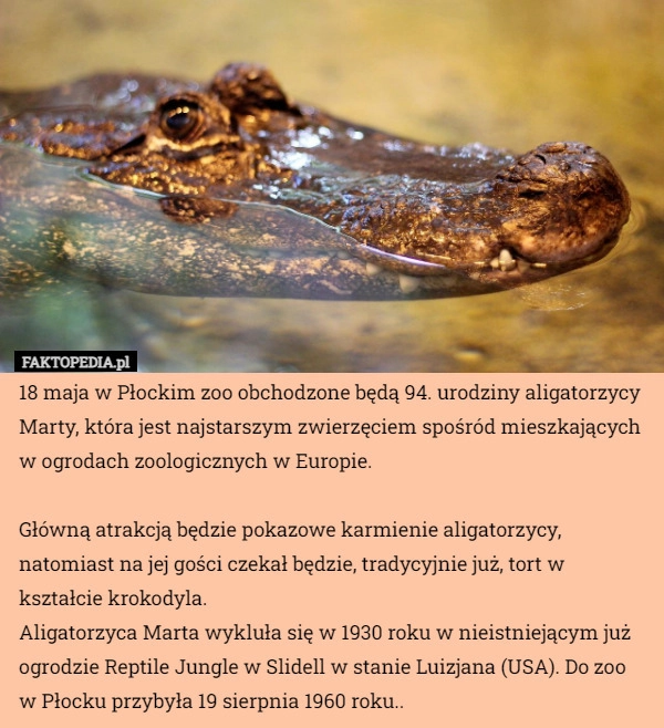 
    18 maja w Płockim zoo obchodzone będą 94. urodziny aligatorzycy Marty, która