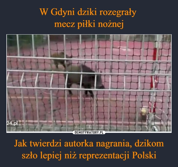 
    W Gdyni dziki rozegrały 
mecz piłki nożnej Jak twierdzi autorka nagrania, dzikom szło lepiej niż reprezentacji Polski