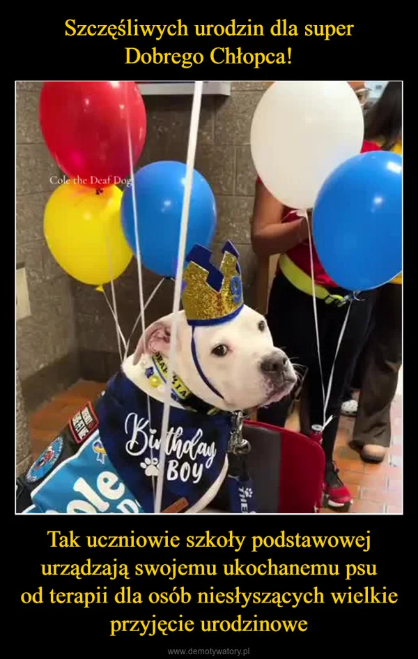 
    Szczęśliwych urodzin dla super Dobrego Chłopca! Tak uczniowie szkoły podstawowej urządzają swojemu ukochanemu psu od terapii dla osób niesłyszących wielkie przyjęcie urodzinowe