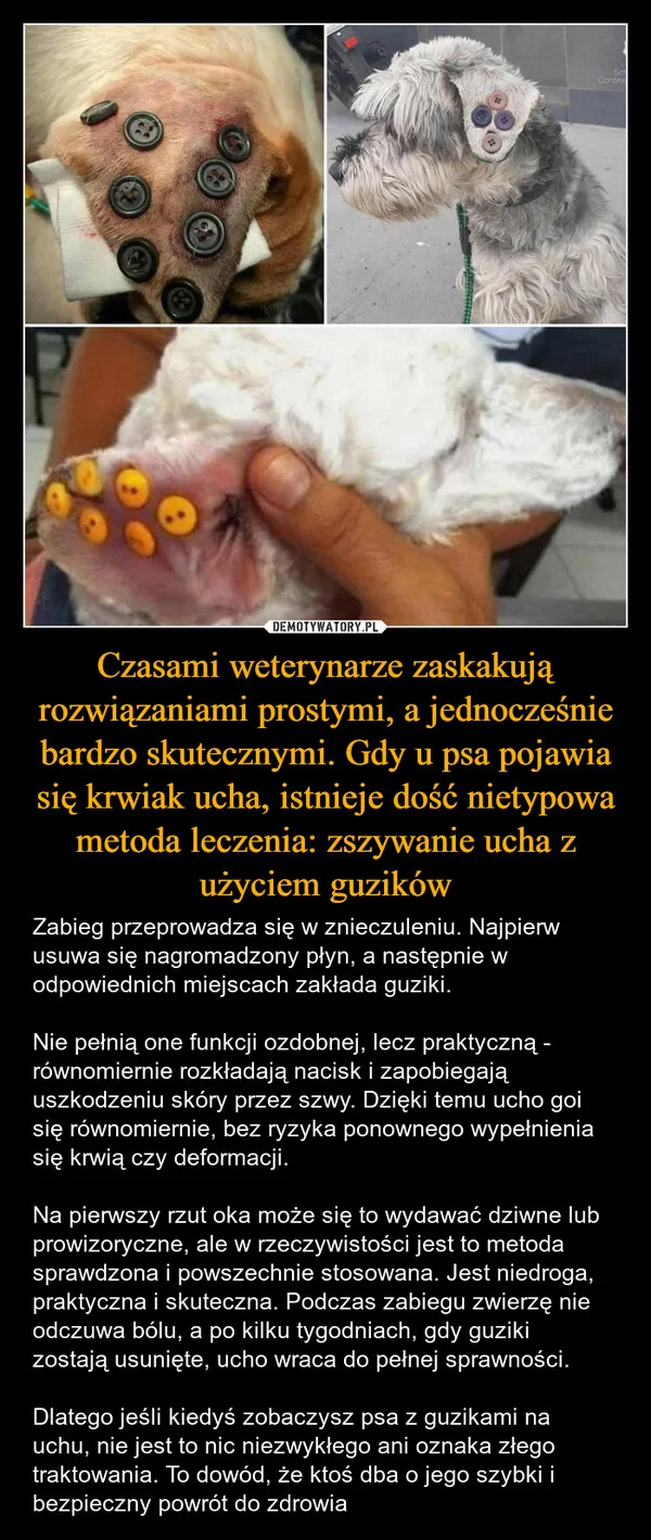 
    Czasami weterynarze zaskakują rozwiązaniami prostymi, a jednocześnie bardzo skutecznymi. Gdy u psa pojawia się krwiak ucha, istnieje dość nietypowa metoda leczenia: zszywanie ucha z użyciem guzików