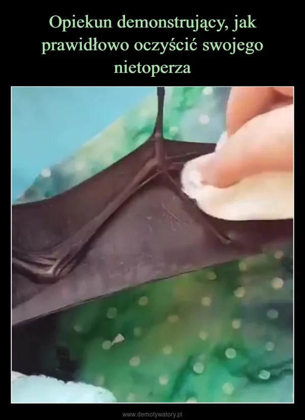 
    Opiekun demonstrujący, jak prawidłowo oczyścić swojego nietoperza