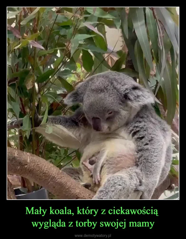 Mały koala, który z ciekawością wygląda z torby swojej mamy