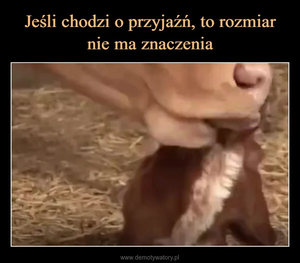 
    Jeśli chodzi o przyjaźń, to rozmiar nie ma znaczenia