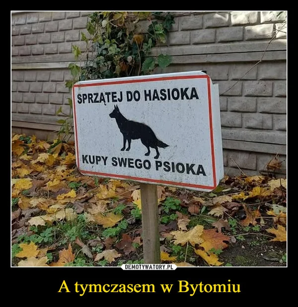 
    A tymczasem w Bytomiu