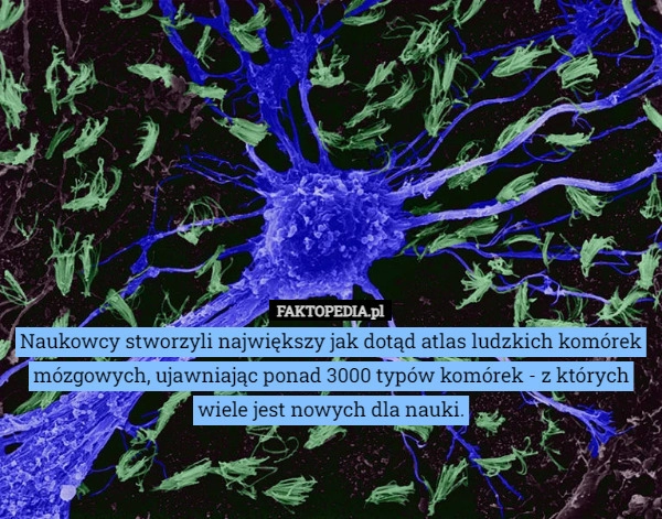 
    Naukowcy stworzyli największy jak dotąd atlas ludzkich komórek mózgowych,