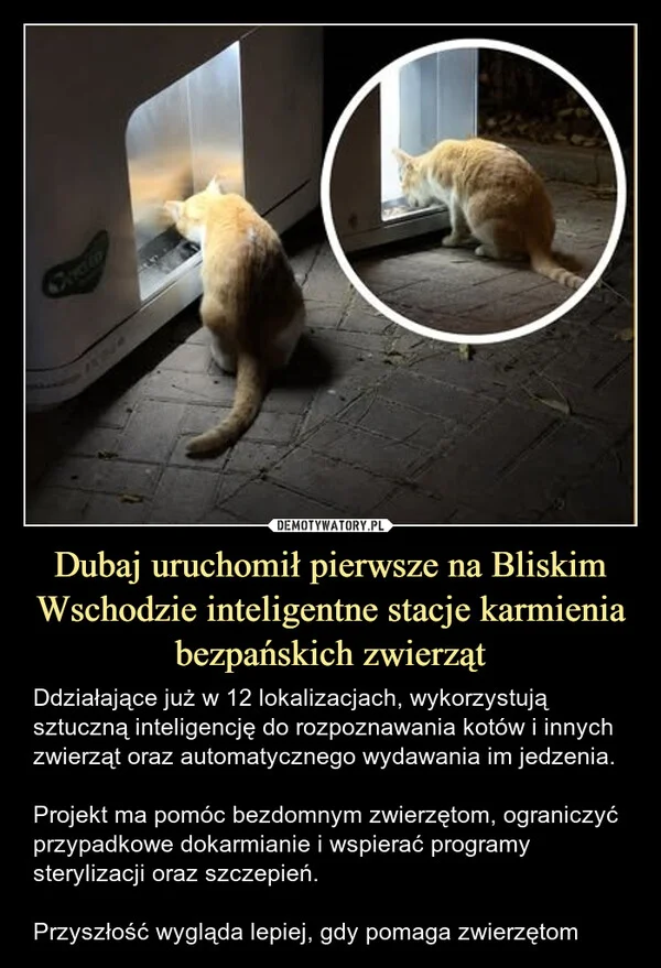 
    Dubaj uruchomił pierwsze na Bliskim Wschodzie inteligentne stacje karmienia bezpańskich zwierząt