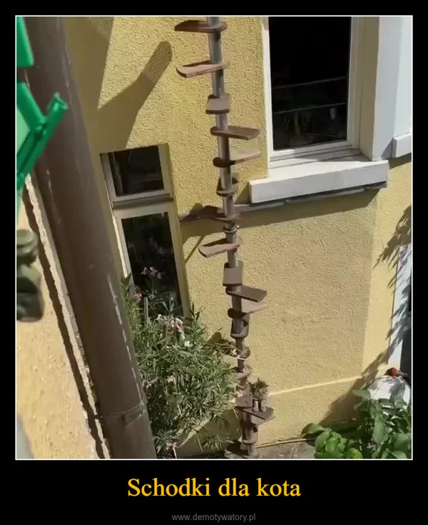 
    Schodki dla kota