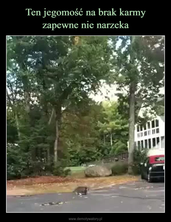 
    Ten jegomość na brak karmy zapewne nie narzeka