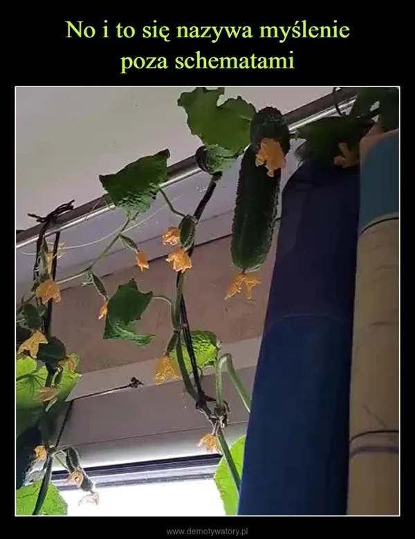 
    No i to się nazywa myślenie poza schematami