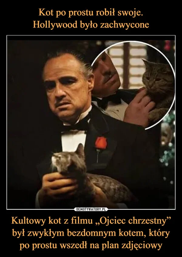 
    Kot po prostu robił swoje. Hollywood było zachwycone Kultowy kot z filmu „Ojciec chrzestny” był zwykłym bezdomnym kotem, który po prostu wszedł na plan zdjęciowy