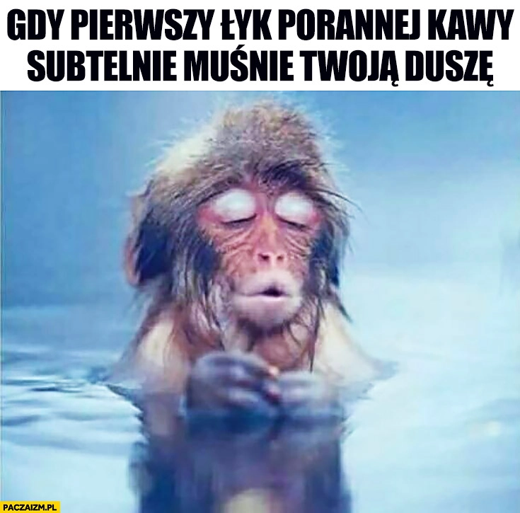 
    Gdy pierwszy łyk porannej kawy subtelnie muśnie Twoją duszę małpka małpa