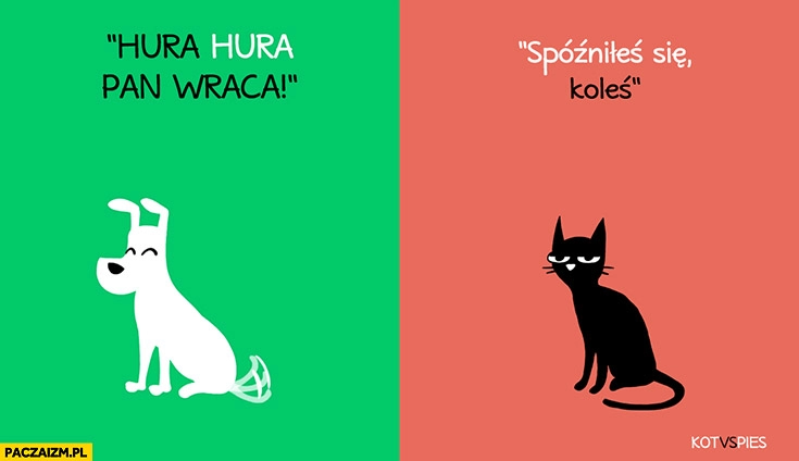 
    Hurra pan wraca, spóźniłeś się koleś kot vs pies porównanie