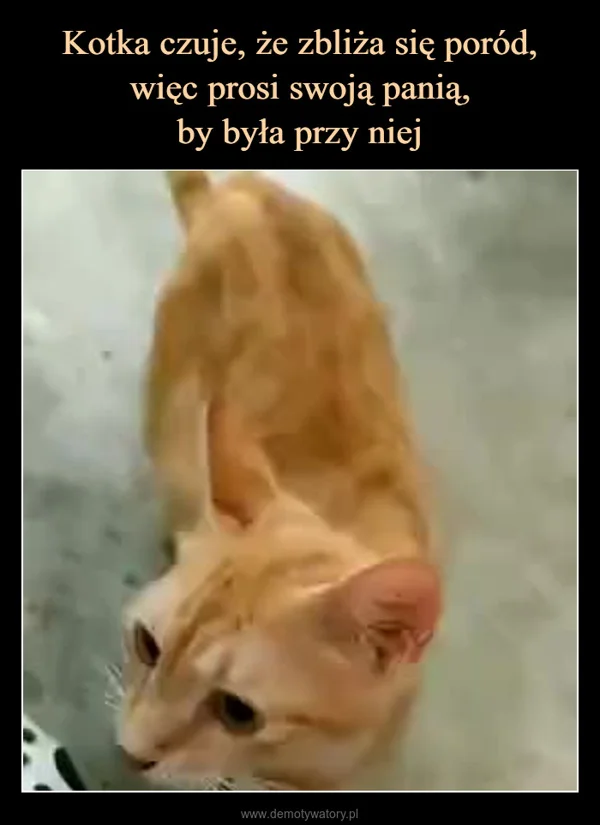 
    Kotka czuje, że zbliża się poród, więc prosi swoją panią, by była przy niej