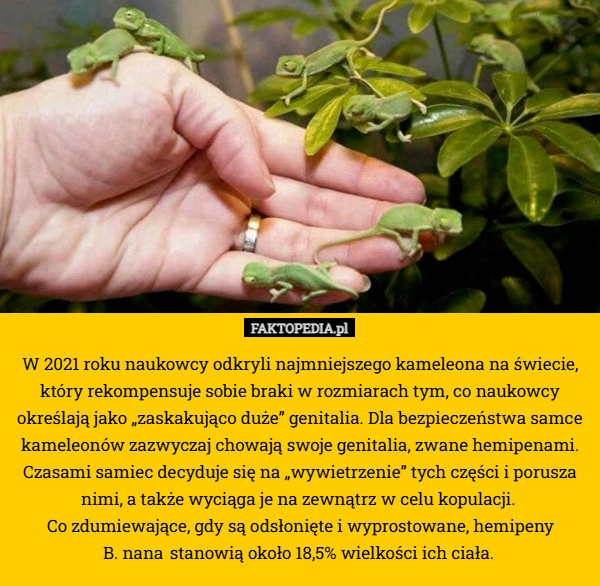 W 2021 roku naukowcy odkryli najmniejszego kameleona na świecie,
 który