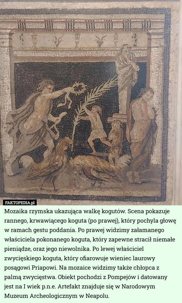 
    Mozaika rzymska ukazująca walkę kogutów. Scena pokazuje rannego...