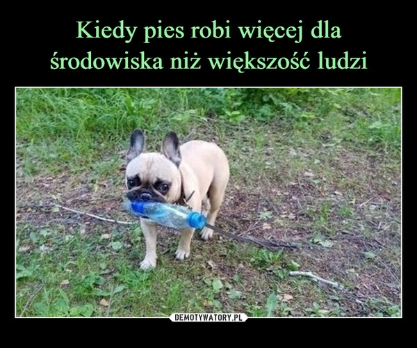 
    Kiedy pies robi więcej dla środowiska niż większość ludzi