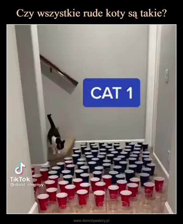 
    Czy wszystkie rude koty są takie?