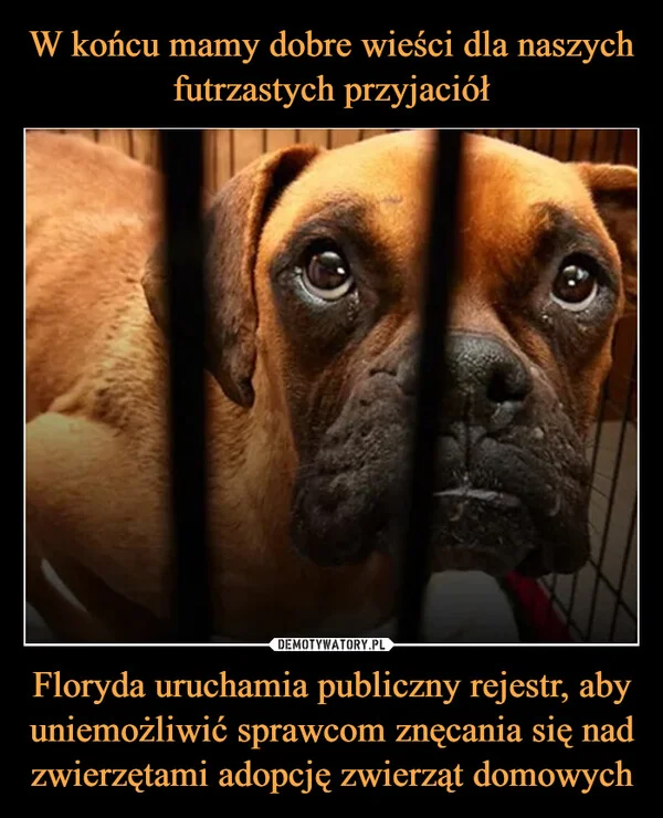 
    W końcu mamy dobre wieści dla naszych futrzastych przyjaciół Floryda uruchamia publiczny rejestr, aby uniemożliwić sprawcom znęcania się nad zwierzętami adopcję zwierząt domowych